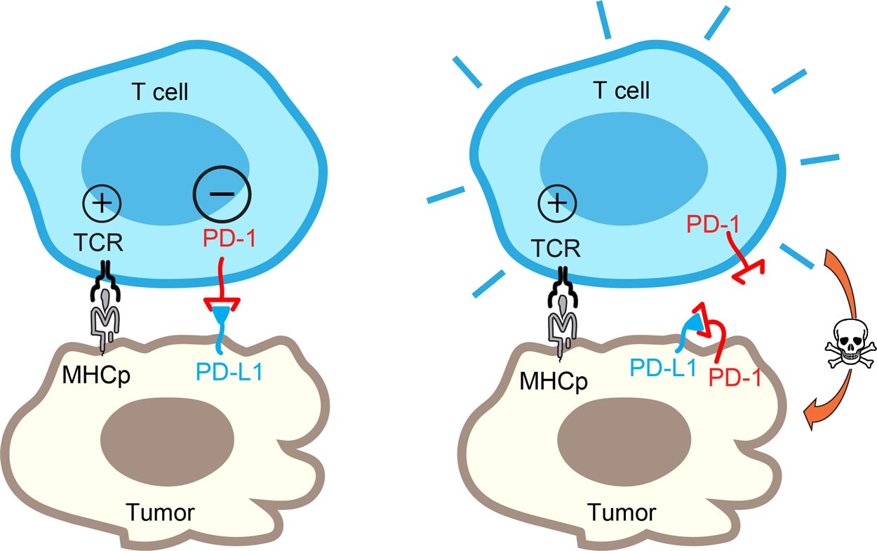 graphics of cells