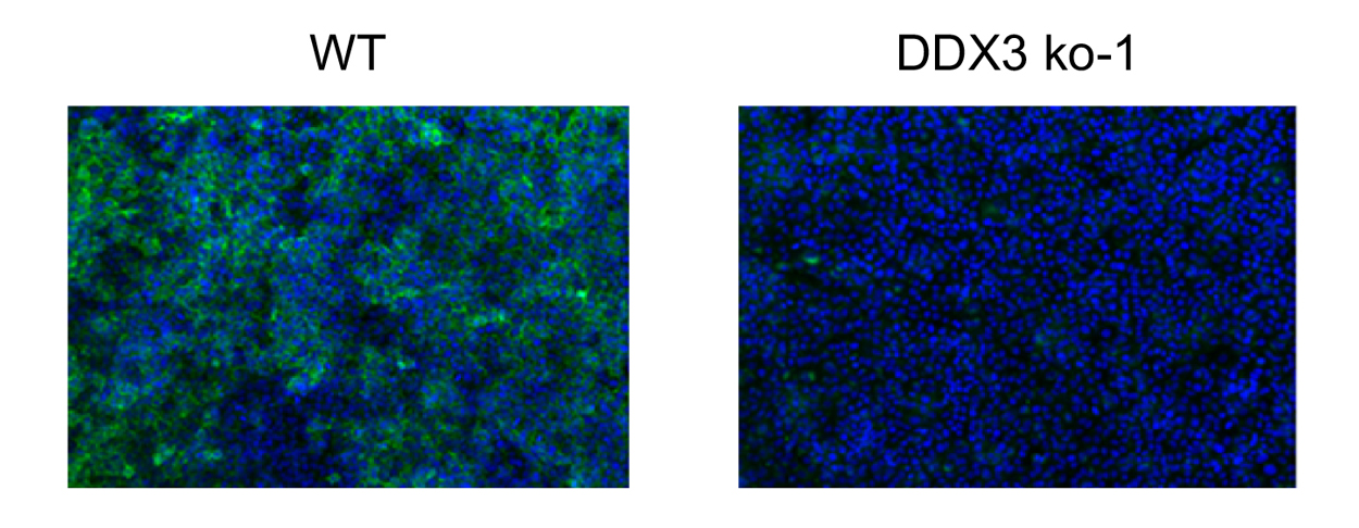 Wild type and DDX3-deficient cells infected with Lassa virus.