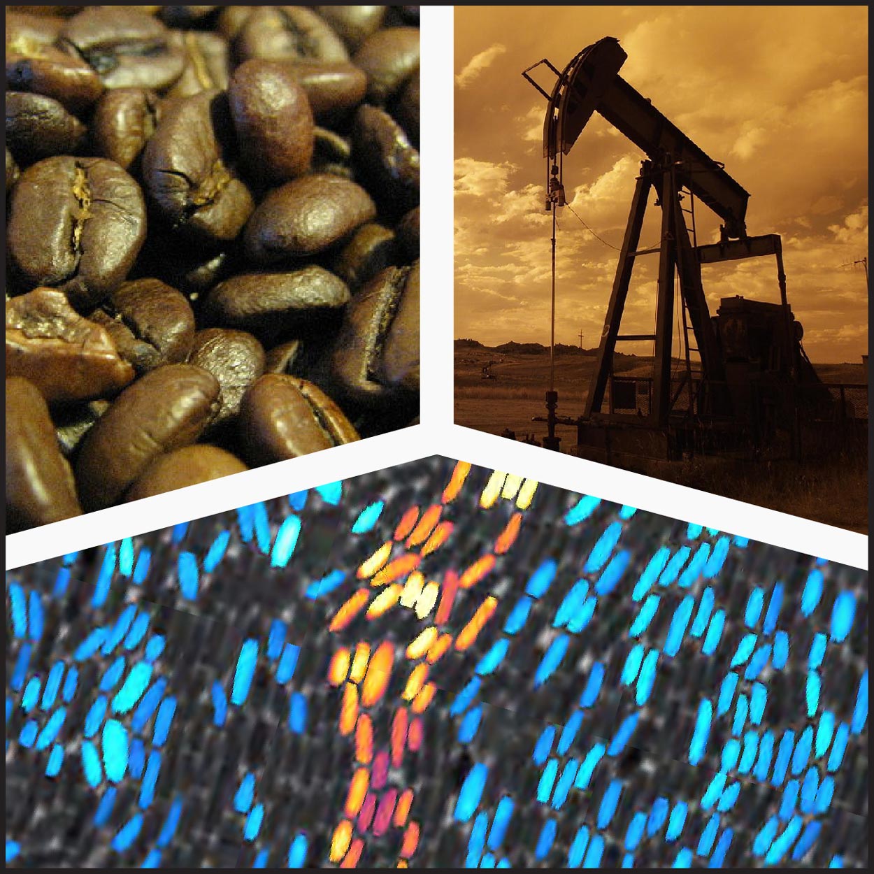 Coffee beans, oil rig, and bacteria