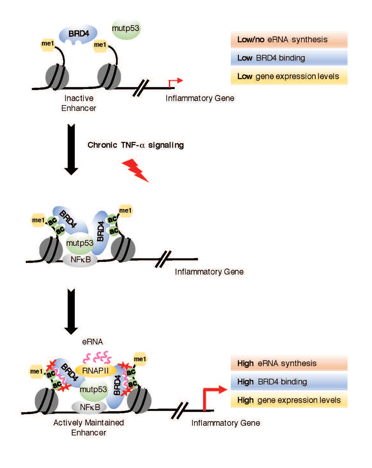 RNAs interact with BRD4