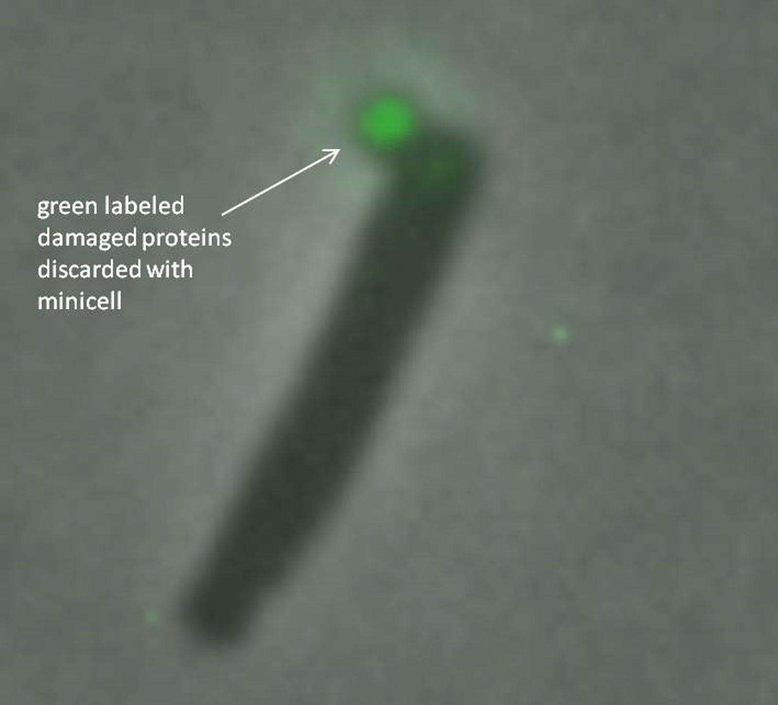 image of a cell bacteria discarding a green flurescent minicell