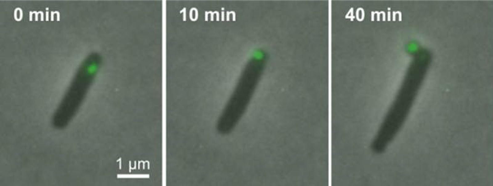 series of images showing a time-lapse of a cell ejecting a green fluorescent minicell away from the main cell body