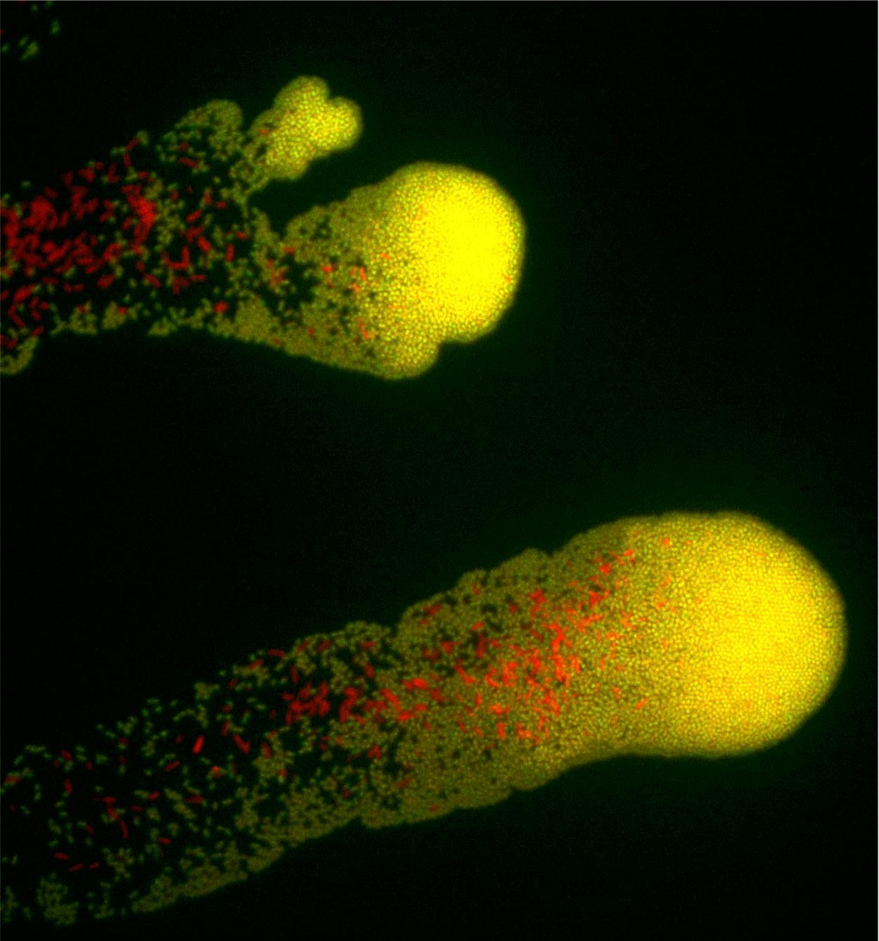 Microscopic photo of Synechococcus elongatus cells growing