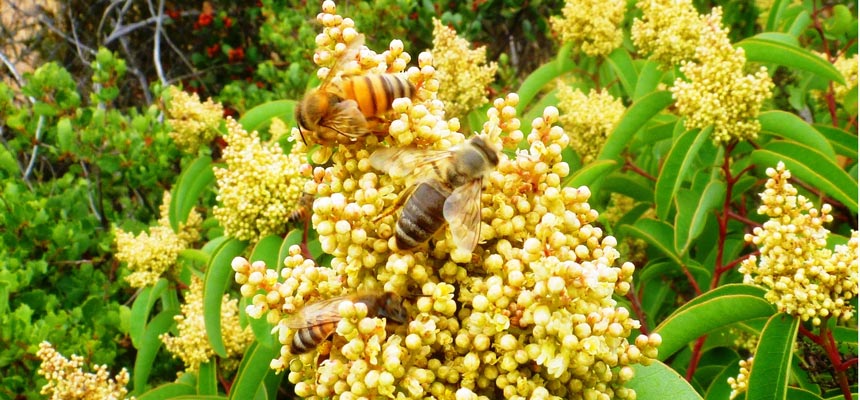 A couple of bees pollinating a laurel sumac plant