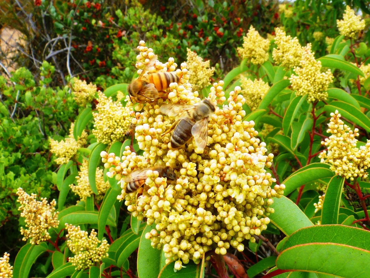 A couple of bees pollinating a laurel sumac plant