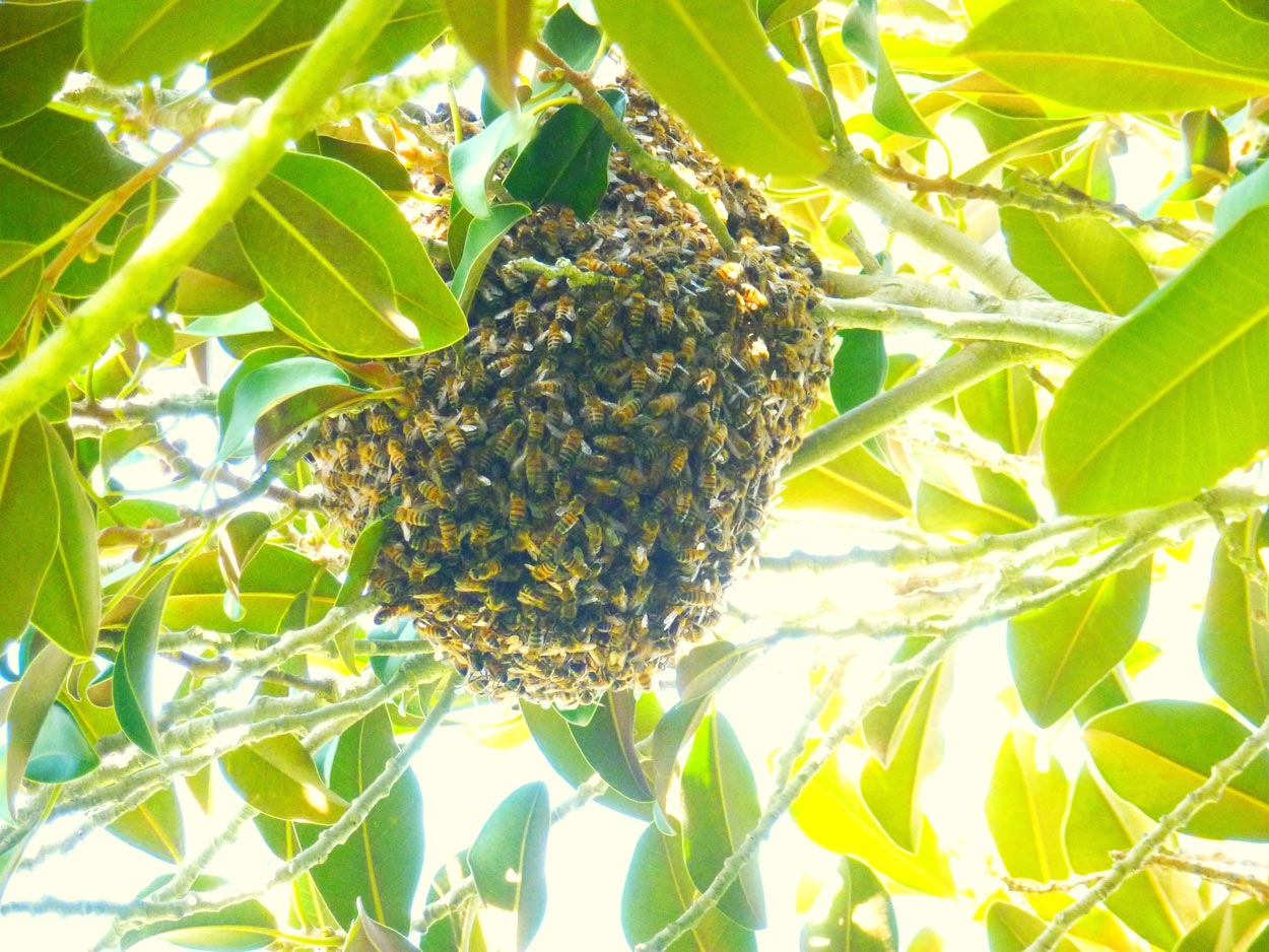 Upward shot of bees surrounding a beehive