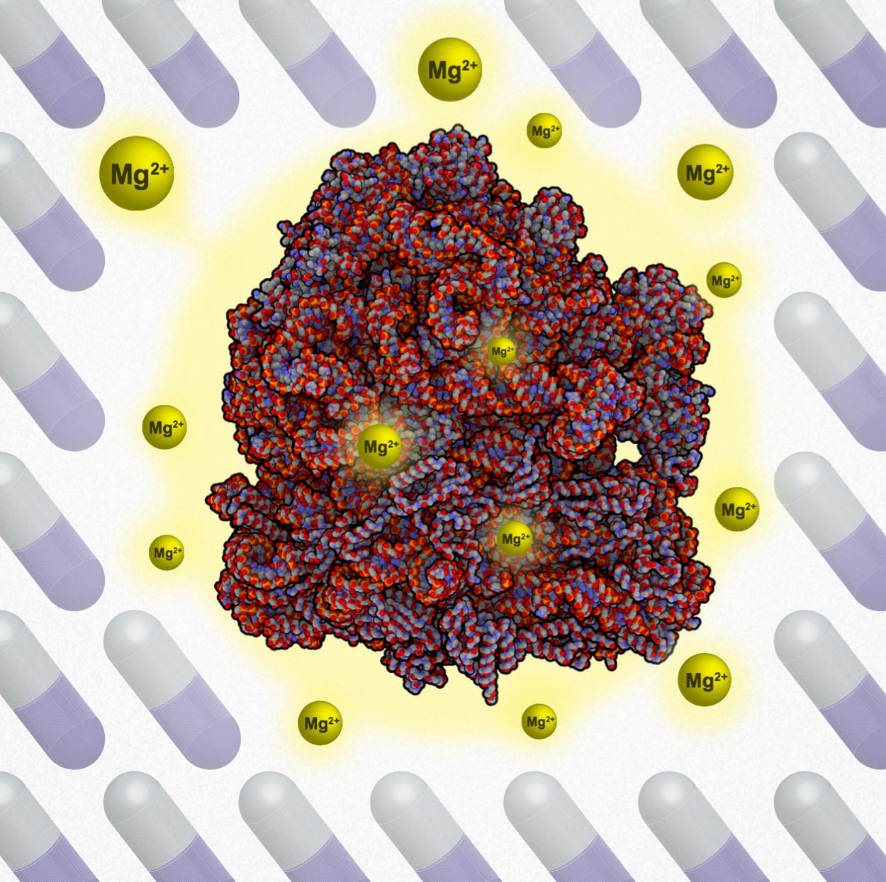 Figure depicting Magnesium ions bind to ribosomes and increase antibiotic resilience. 