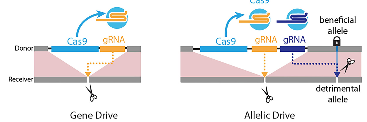 Diagram of left panel: Gene-drive is mediated by a guide RNA (gRNA) that cuts at the exact site (scissors) where the gene-drive element (blue box: Cas9 gene; yellow box: gRNA) is inserted into the genome, resulting in full gene-drive element copying.  Right panel: The new allelic drive is accomplished by the addition of a second gRNA (blue box) to a gene drive element that preferentially cuts a detrimental allele (scissors), but not the beneficial allele, resulting in beneficial allele copying.