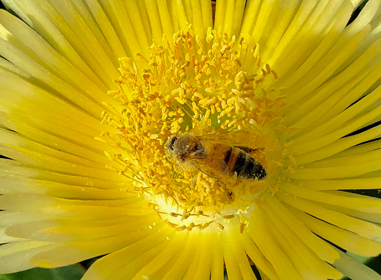 Close up photo of a honey bee collects pollen from a yellow flower