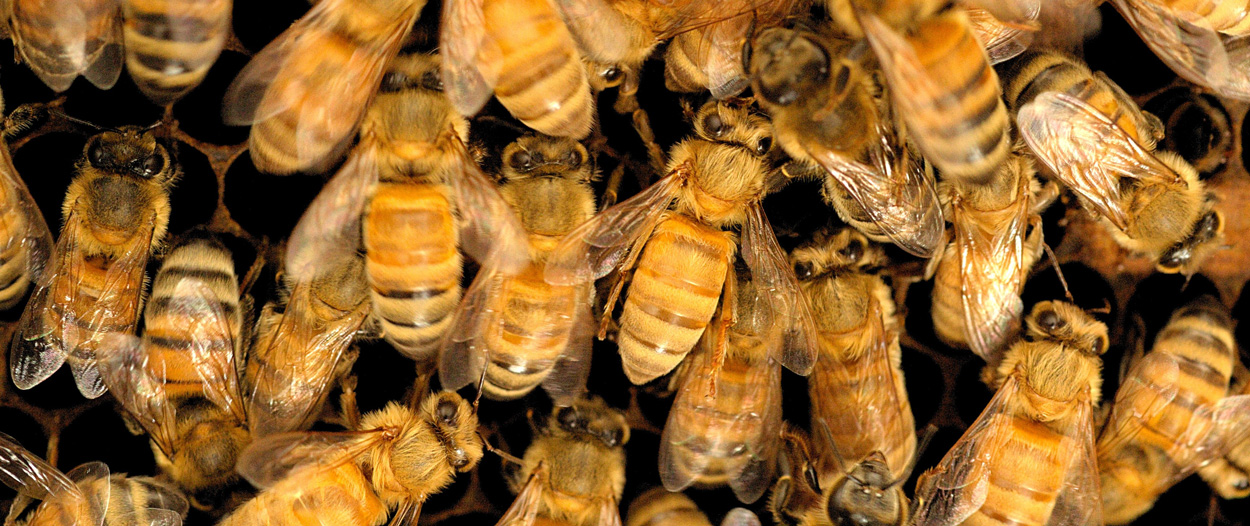 Close up photo of honey bee workers inside their nest.