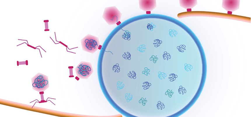 Cartoon showing a viral replication factory assembled by some jumbo viruses. Viral DNA replicates inside the nucleus (blue shell). Viral capsids travel to the nucleus along a treadmilling filament. Capsids dock on the nucleus in order to package viral DNA.