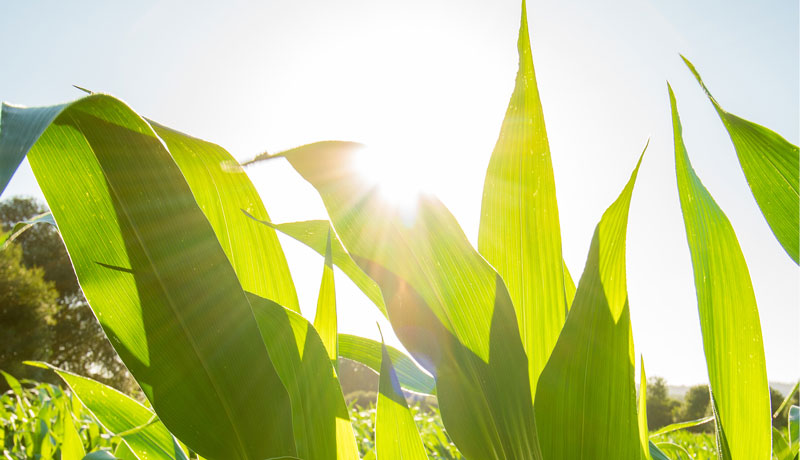Green plant in the sun