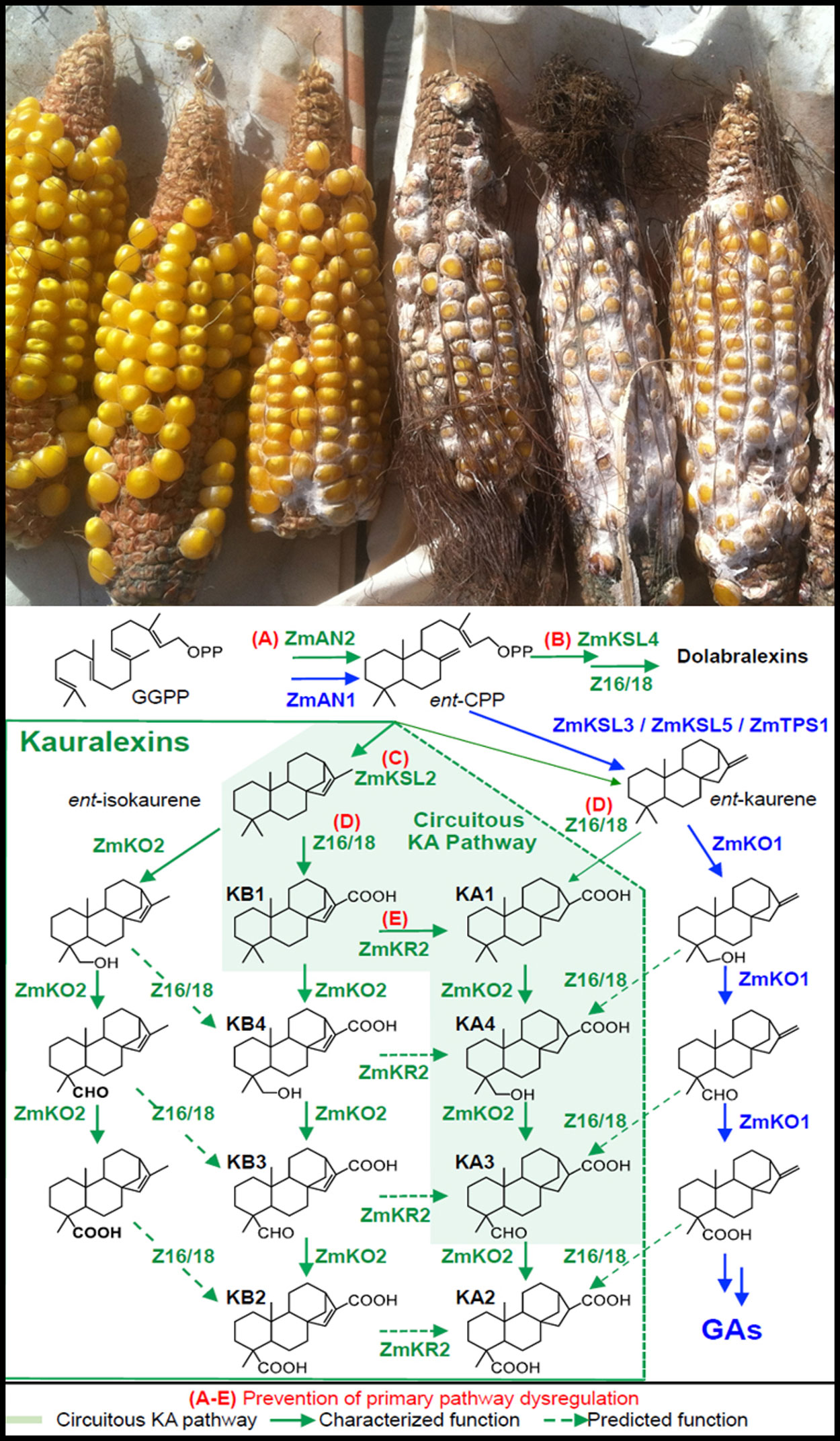 Three maize lined up next to three maize encrusted in white fungi. Figure with organic molecules depicted below the maize.