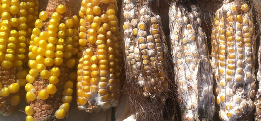 Three maize lined up next to three maize encrusted in white fungi. Figure with organic molecules depicted below the maize.