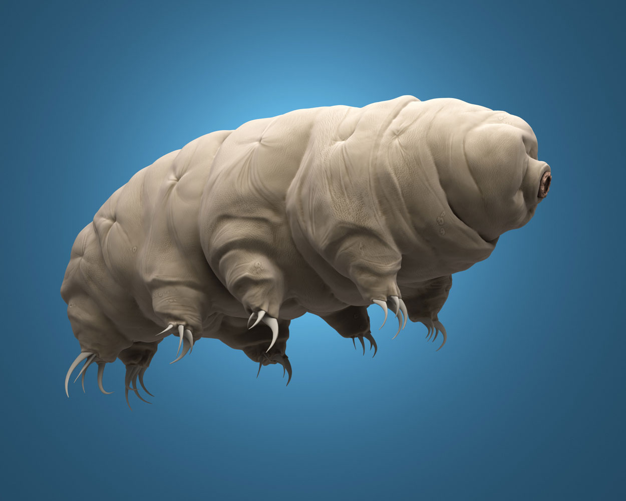 A computer graphic of tardigrade floating in water