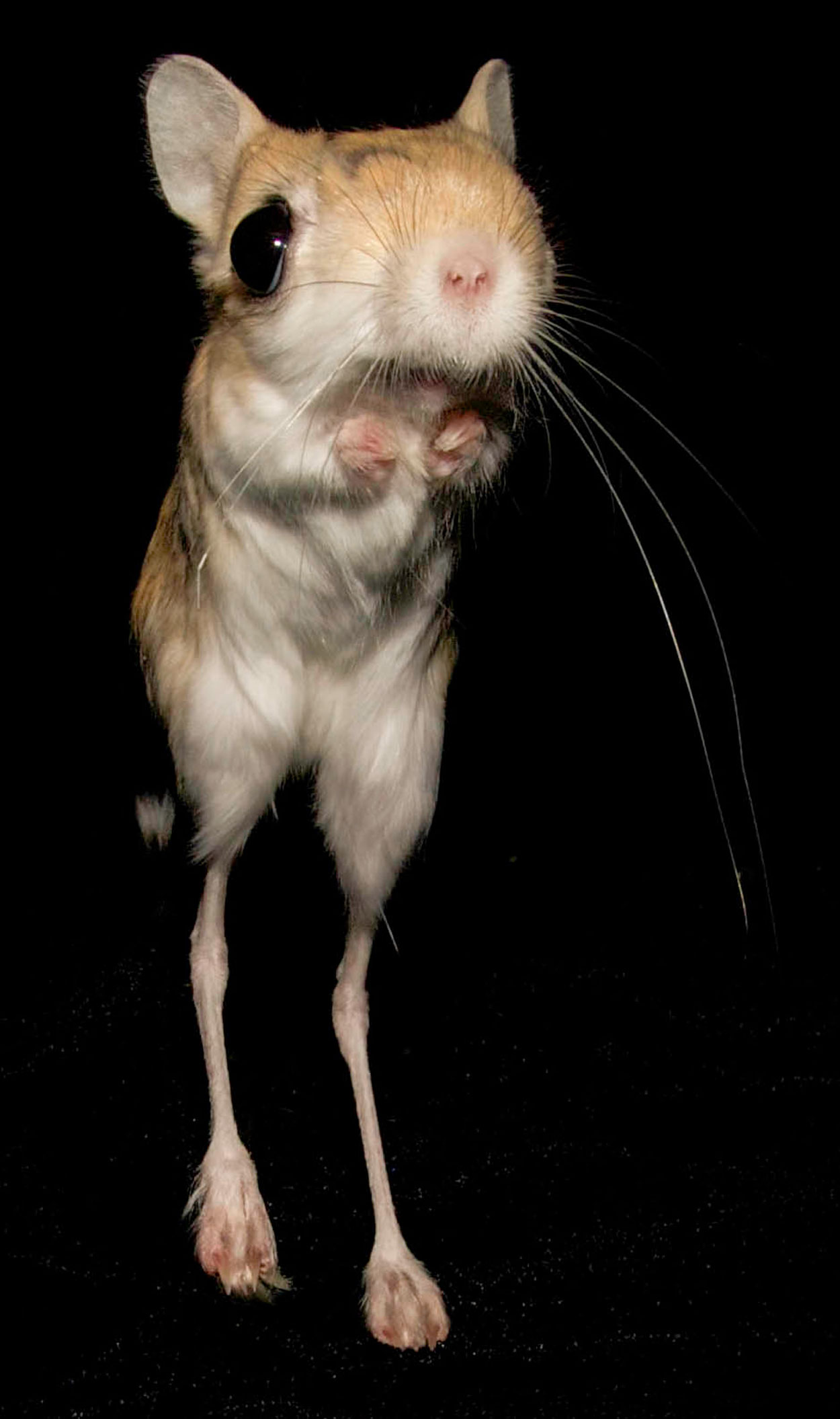 Close-up photo of a brown and white jerboa on a black background