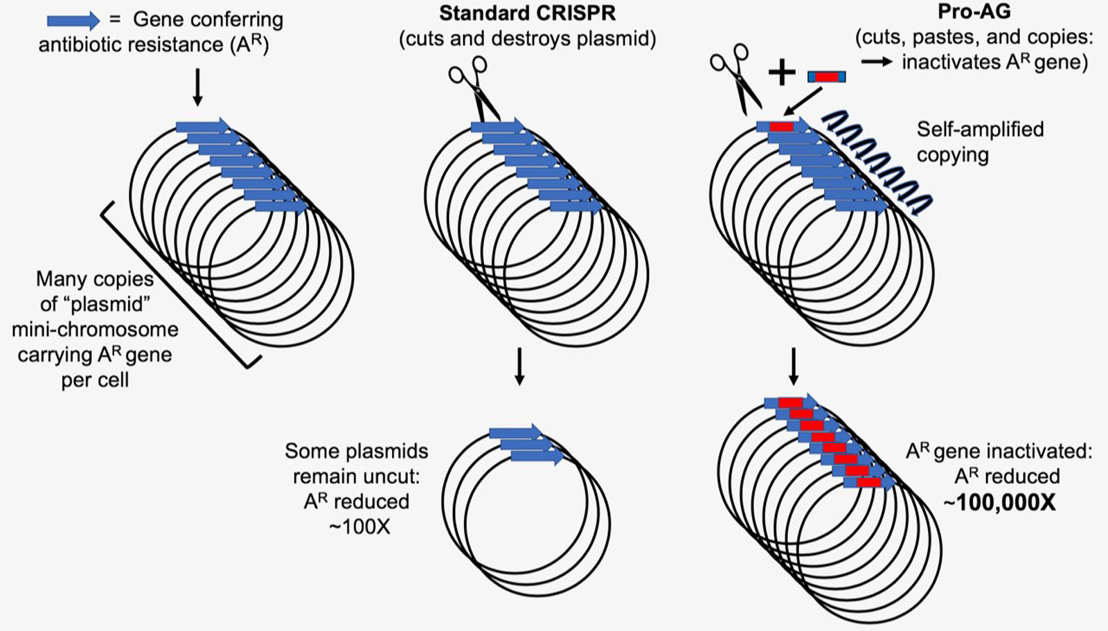 Figure depicting Pro-AG and CRISPR gene editing