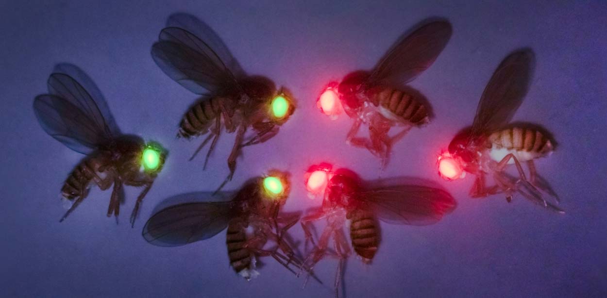 Three green flies mirrored by three red flies