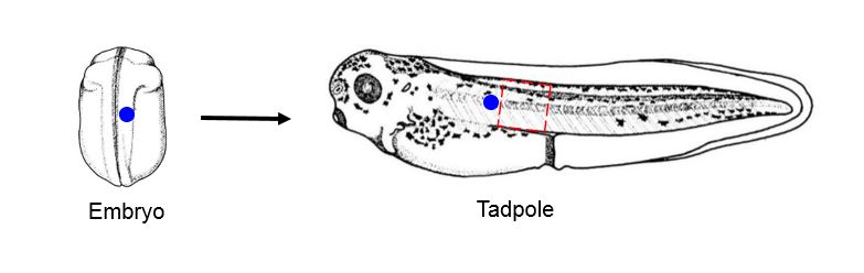 A image of an embryo turning into a tadpole.