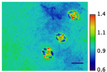 image of three Arabidopsis leaf pores