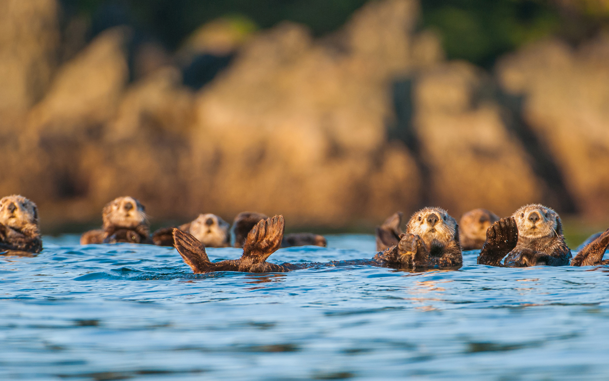 A group of otters floats at sea and curiously gazes at you.