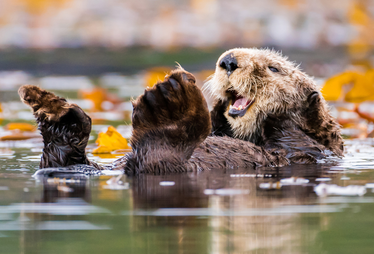 A group of otters floats at sea and curiously gazes at you.