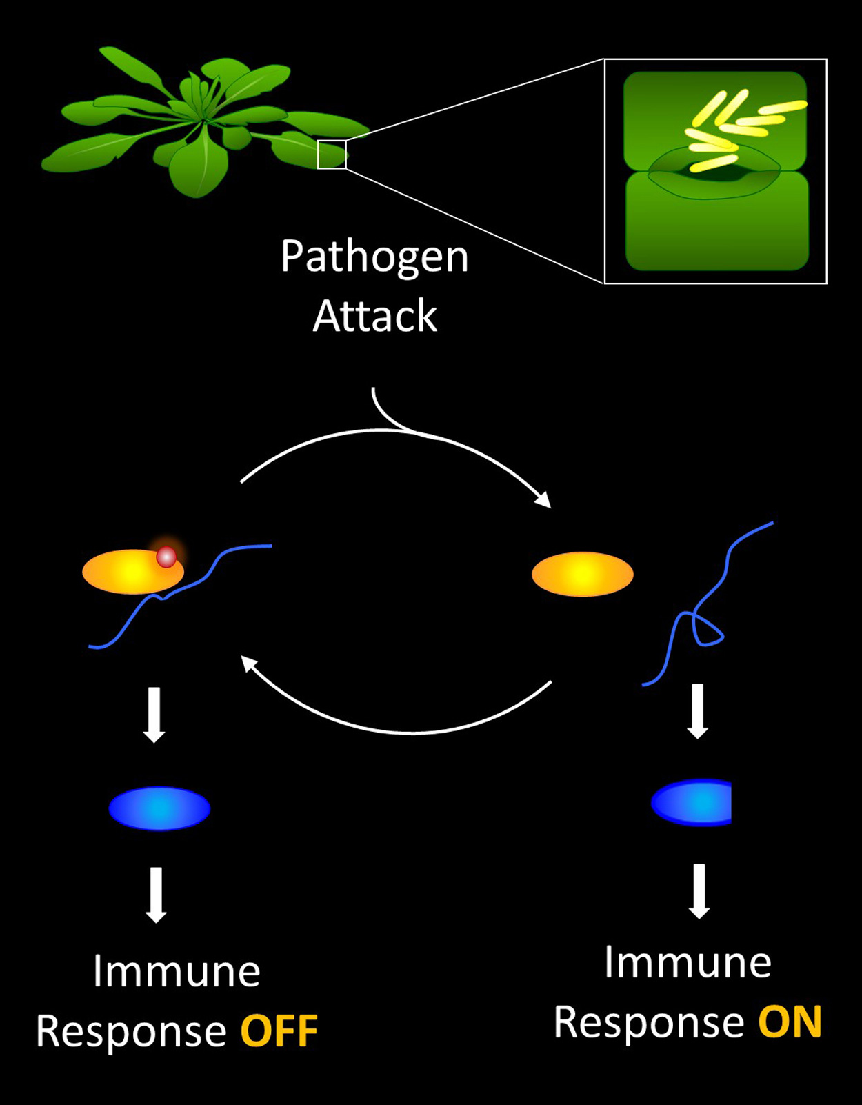A diagram illustrating the cycle of on/off switches in plant immunity. 