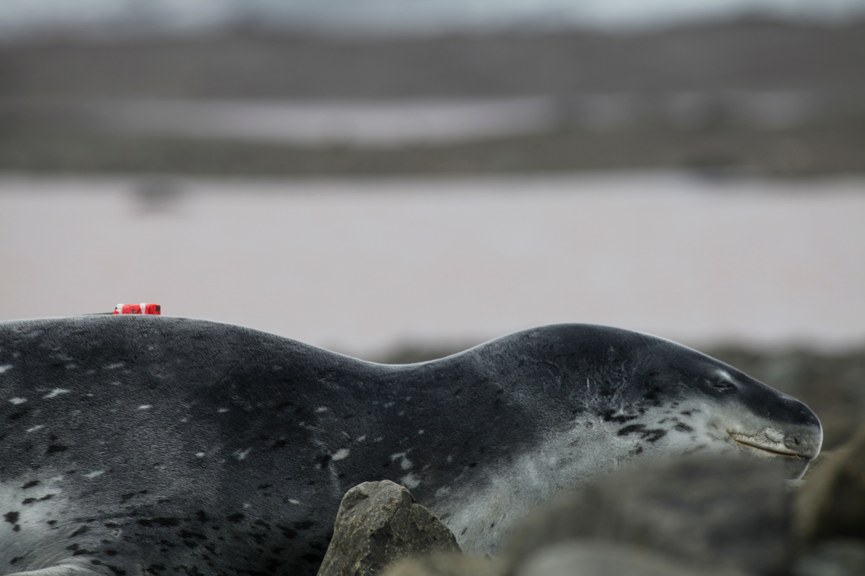 A leopard seal wearing a field camera used by scientists to study predatory habits.