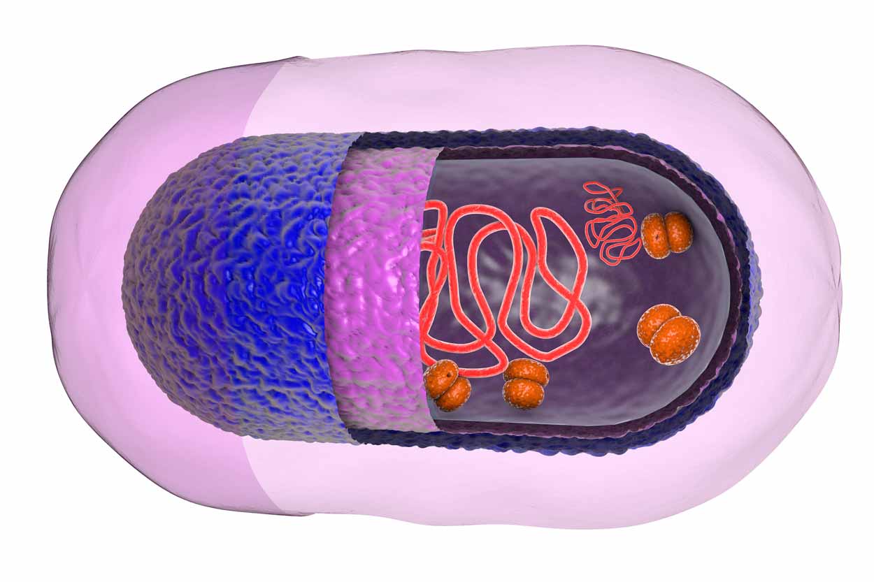 This 3D cutaway illustration shows the structure of the cell and it's internal components.