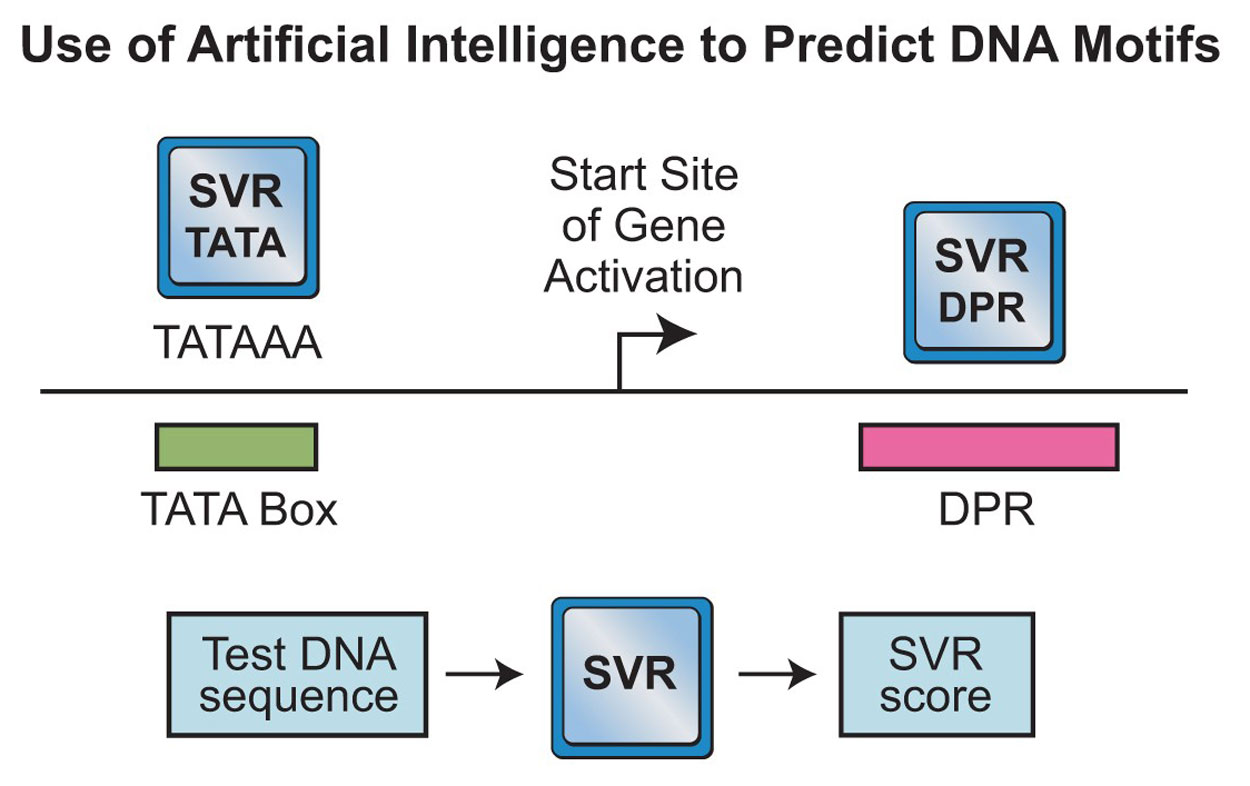 The use of artificial intelligence to predict DNA Motifs