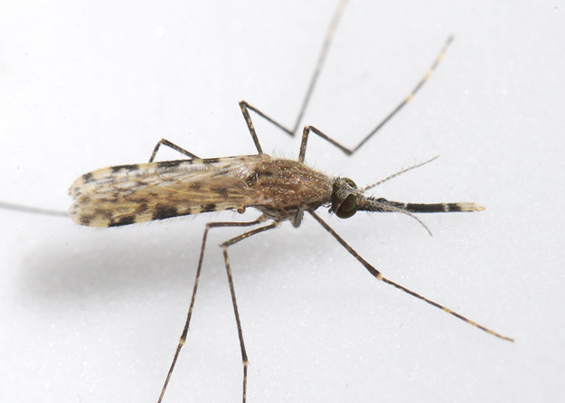 A mosquito with long legs
