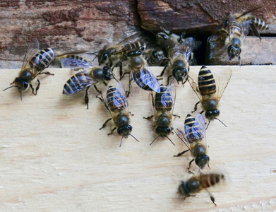 photo of bees on a piece of wood