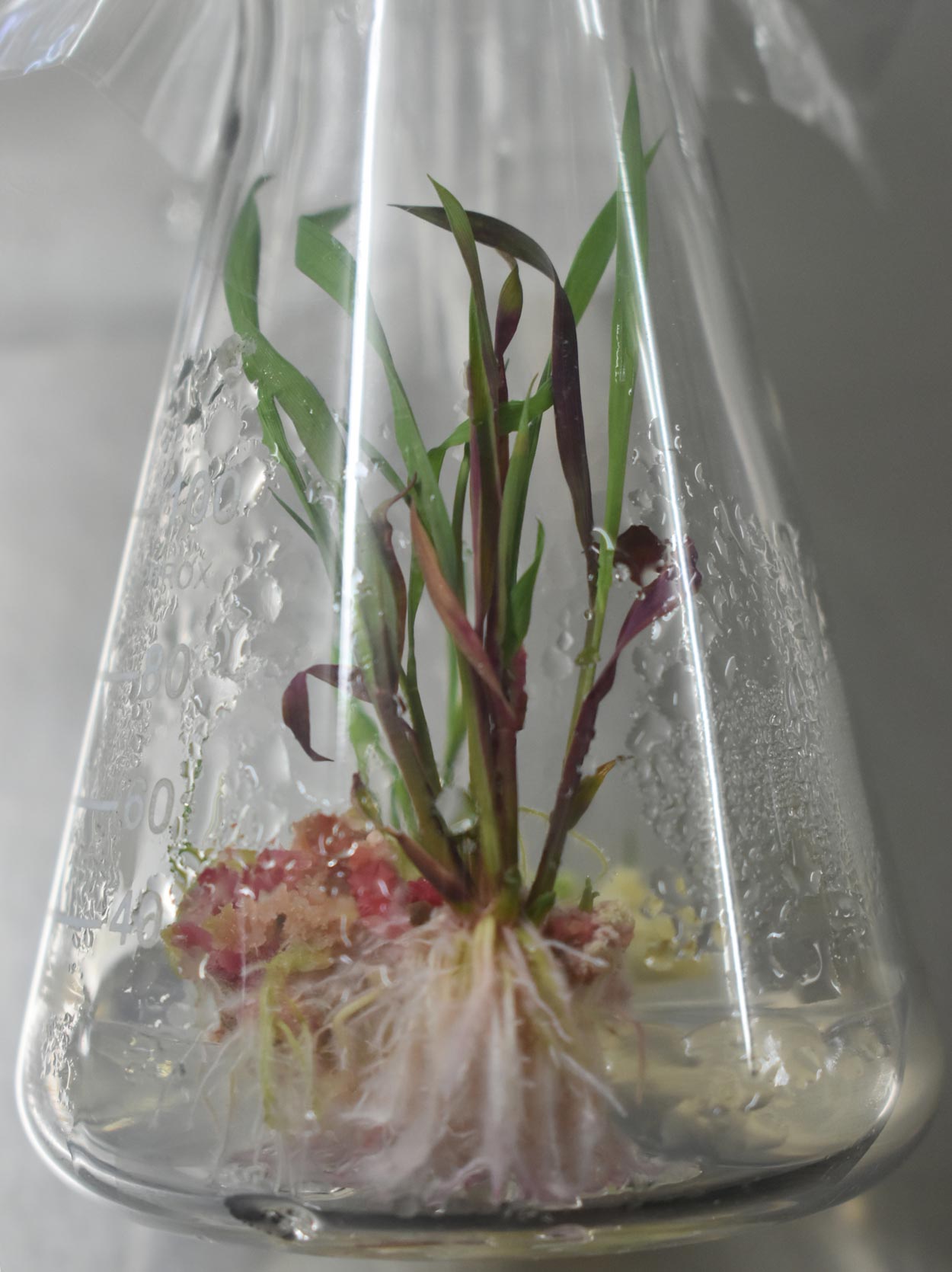 Rice plants integrated with the plant reporter RUBY display signs of redness, reflecting the responses to the hormone known as auxin.