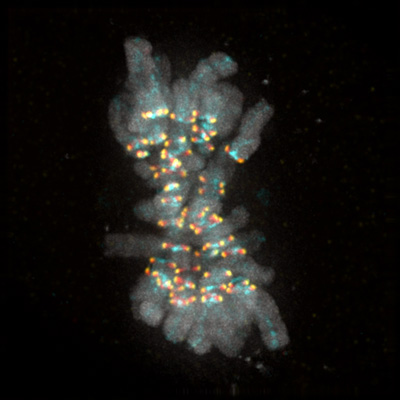 A human cell is featured during mitosis with its chromosomes (gray areas) aligned. The region known as the kinetochore (colored with yellow, red and cyan markers) is the origin of the checkpoint signal that acts as a safety check against premature cell division and is the focus of UC San Diego researchers’ study.