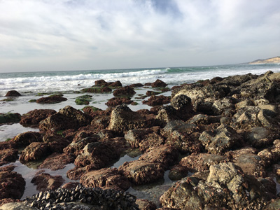 mussel beds