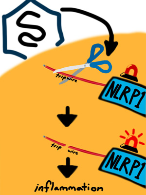 Tripwire visualization
