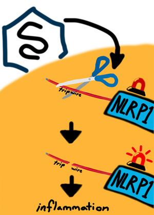 Tripwire visualization