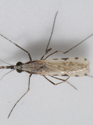 Adult female Anopheles stephensi mosquito