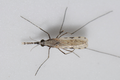 Adult female Anopheles stephensi mosquito