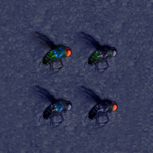 4 flies with fluorescent markings