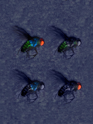 foru flies in trficolors blue red and green
