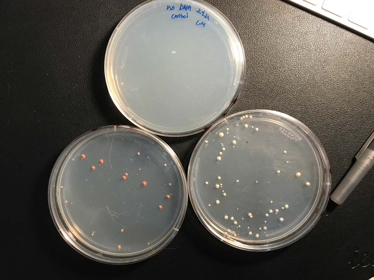 3 yeast colonies on petrie dishes