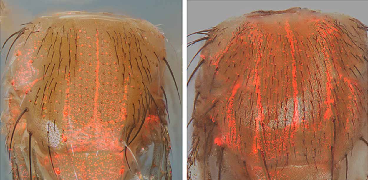 Red flourescent patterns in a fruit fly throughout the body