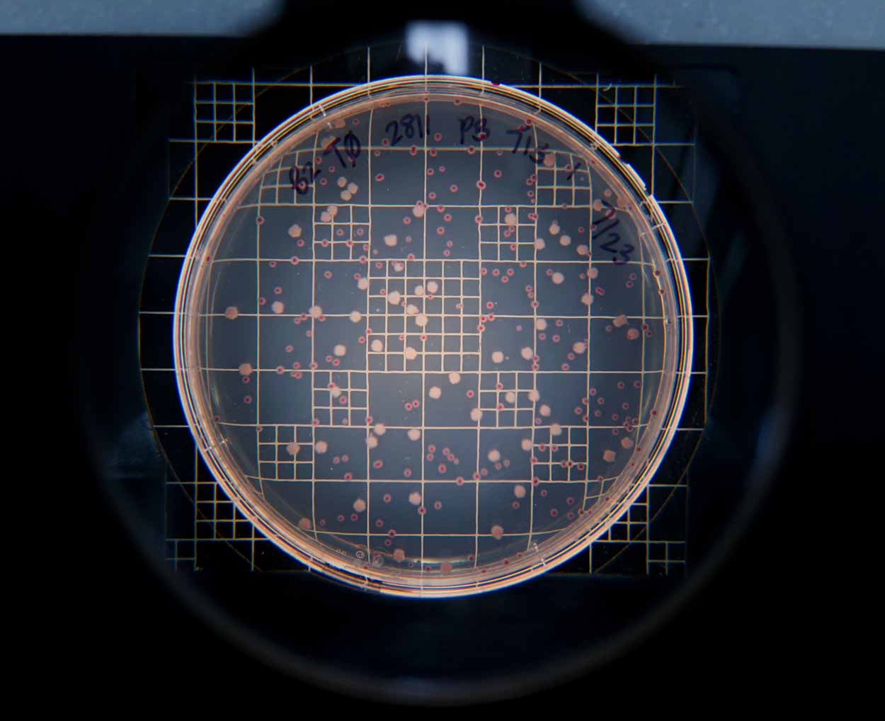 Image of an agar plate with bacteria strains