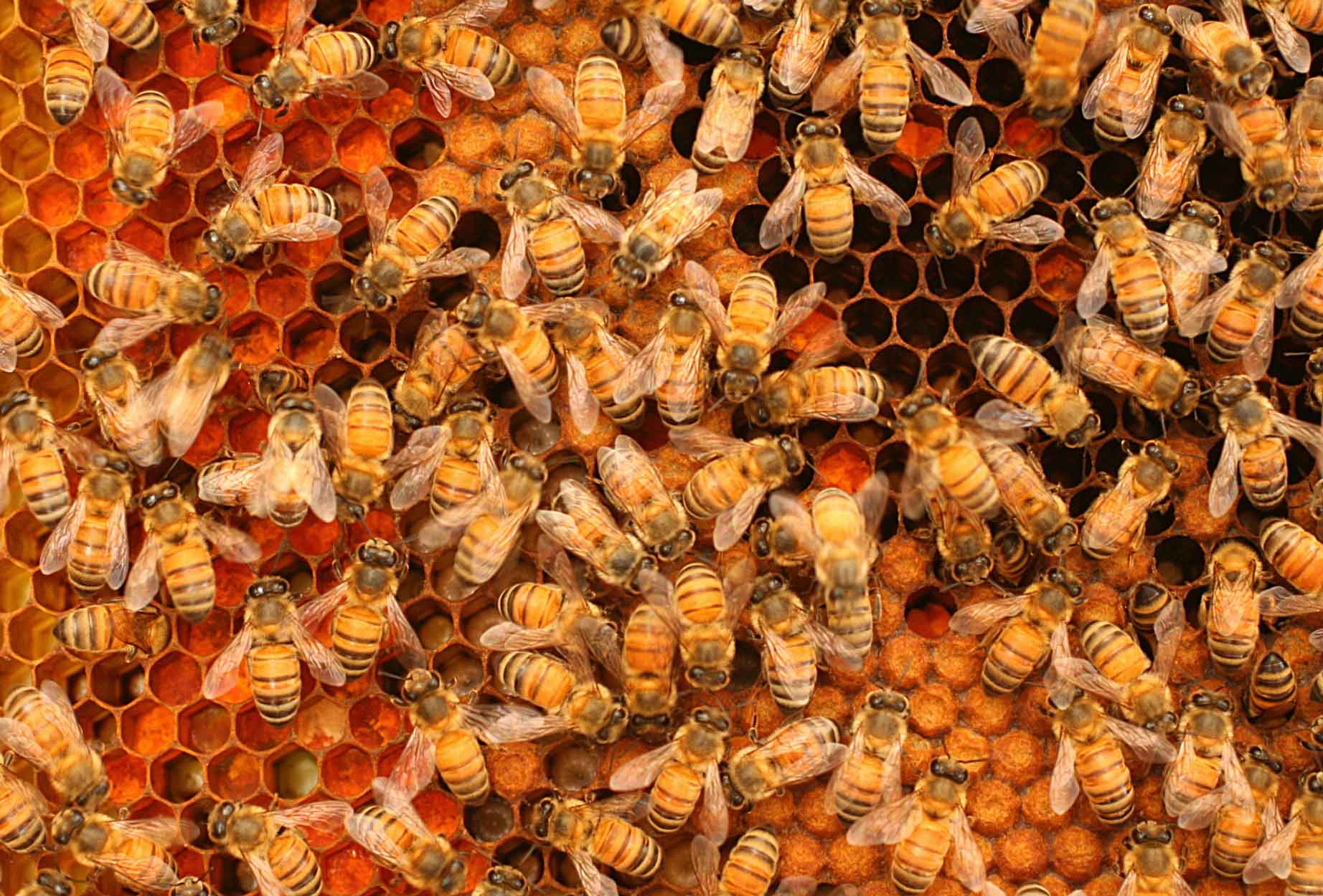 Multiple bees gathered at a honeycomb
