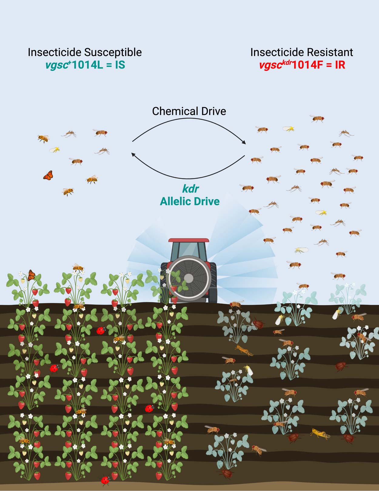 graphic showing how insectide affects the insects and the fields