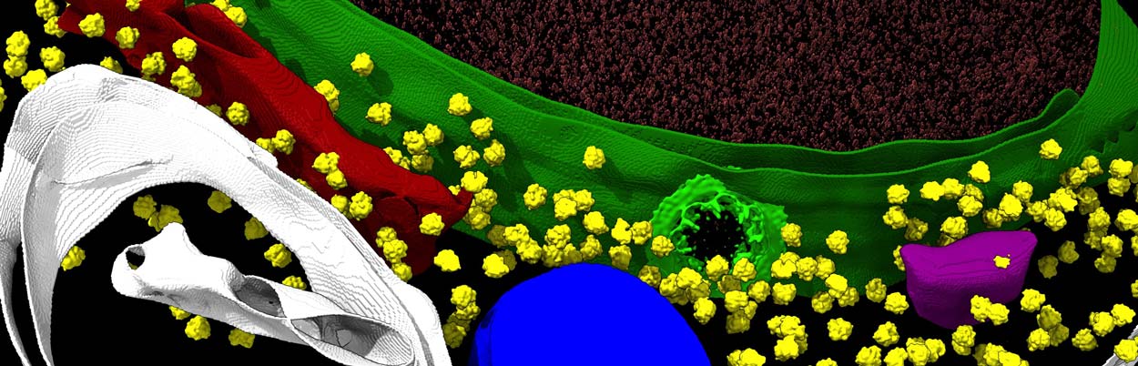 3d rendition of the nuclear pore complex