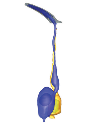 model of a pair of neurons depicted in blue and yellow