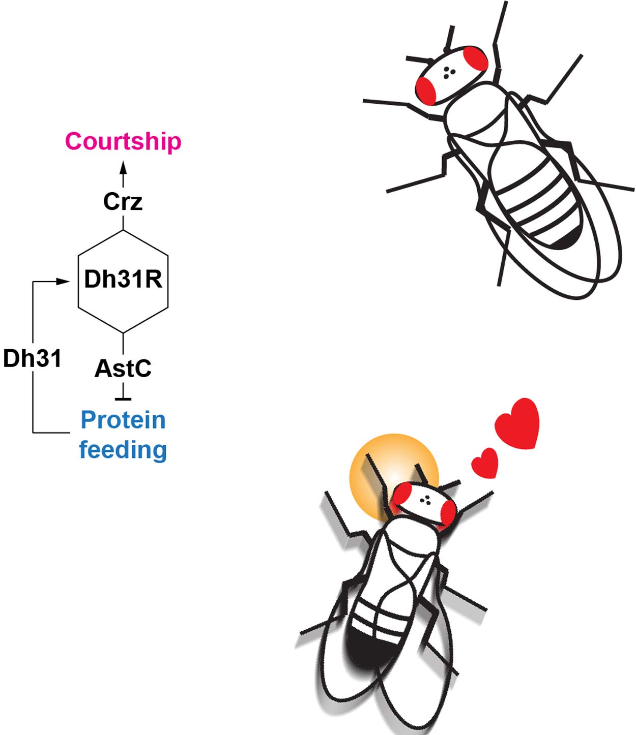 illustration of a fruit fly in love with another fruit fly
