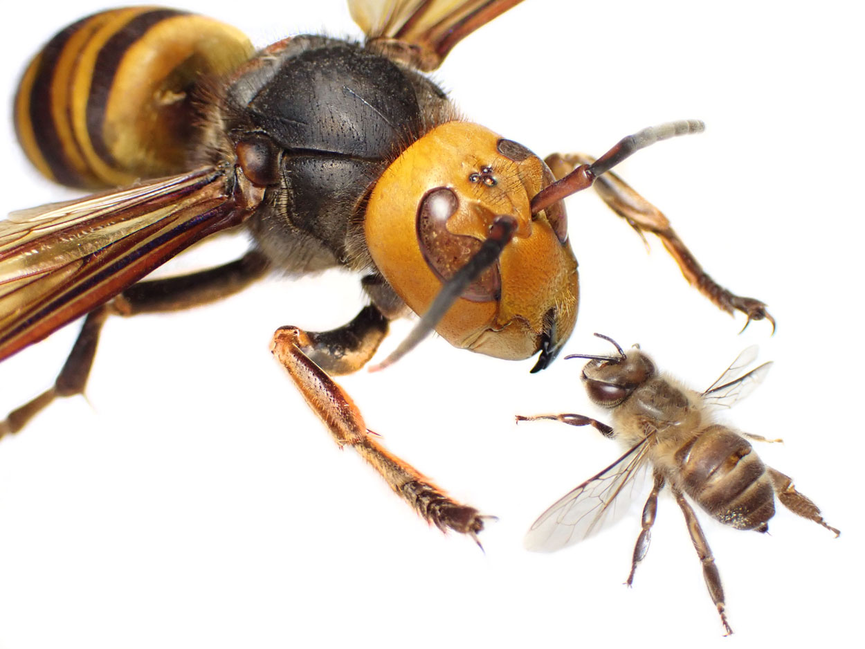 stock image of a hornet bee